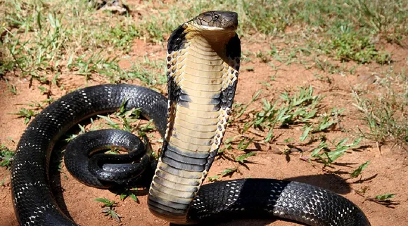 King cobra 1